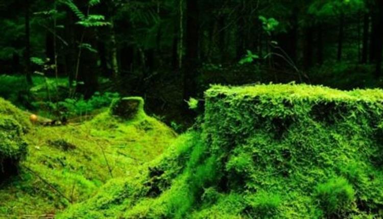 A practical mosses & liverworts course in Eryri (Snowdonia), Betws‑y‑Coed