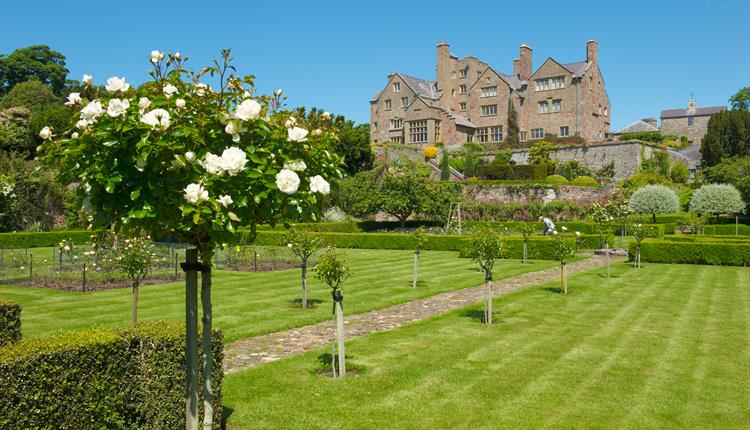 Shrub and Wall Roses in Bloom - Garden Tour