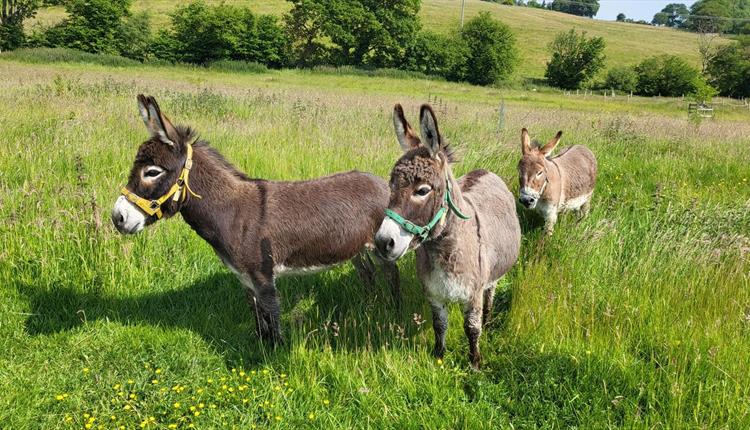 Moel Famau Donkeys