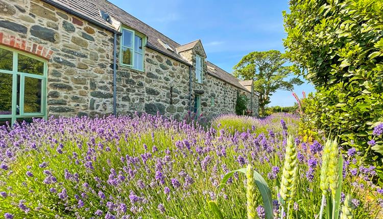 Ysgubor Degwm in June with Lavender in bloom and blue skies