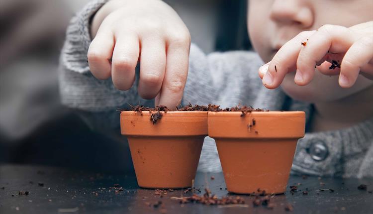 Seed Planting