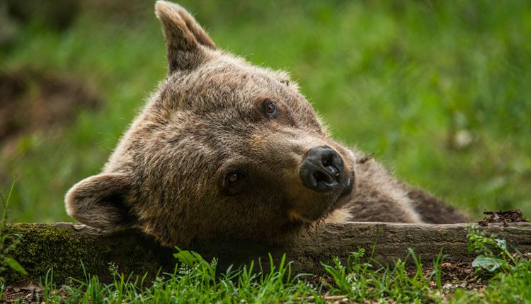 A WILD Easter at the Welsh Mountain Zoo