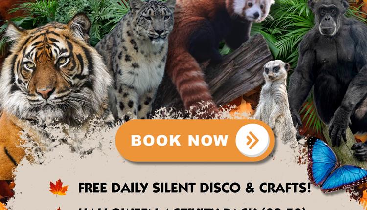 October Half Term at Welsh Mountain Zoo