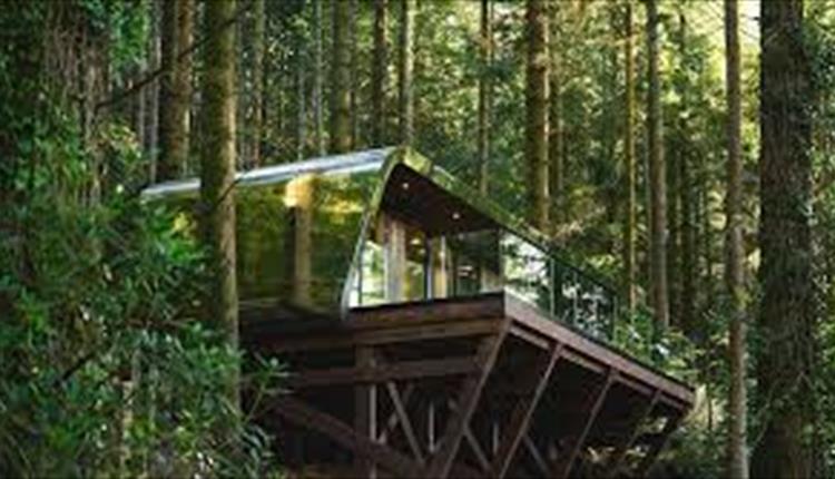 Forest Lodges