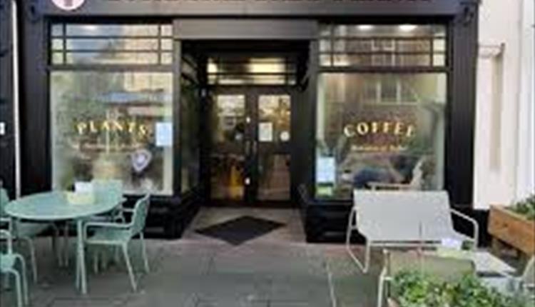 Botanical Babe Plants and Coffee