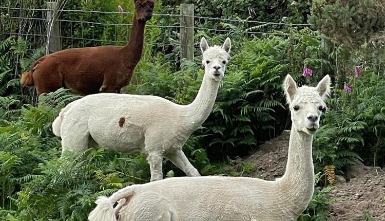 Cheeky alpacas