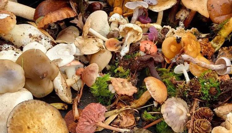 Fungus Foray
