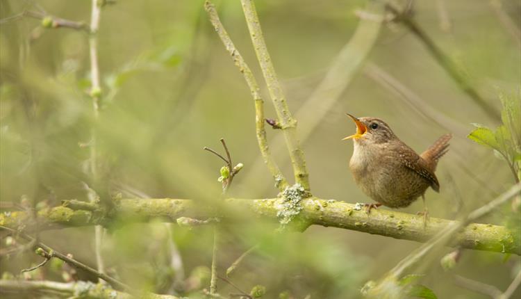 Not Quite the Dawn Chorus!