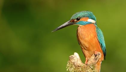 RSPB Lake Vyrnwy