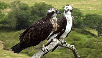 Ospreys