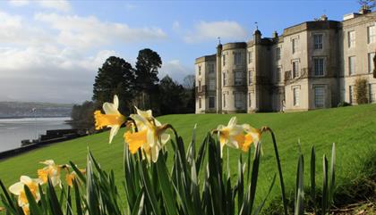 House and Daffodils