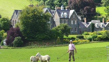 Vivod Sheepdog Trials