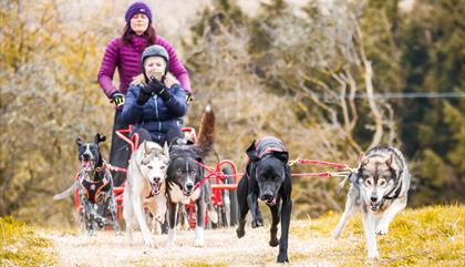A team of 6 dogs pulling the passenger cart through the forest.