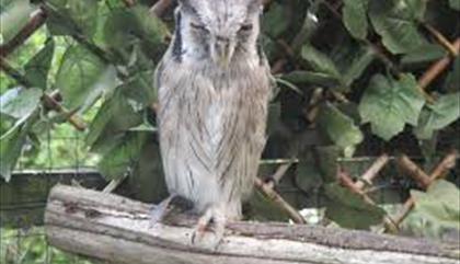 The Owls Trust