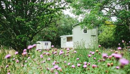 Snowdonia Shepherds' Huts in wildflower meadow, near Betws-y-Coed, North Wales