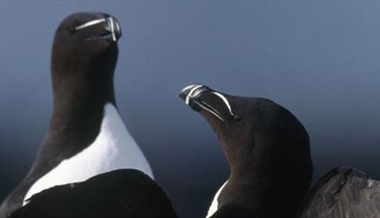 RSPB South Stack Cliffs Reserve