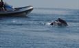 Menai Straits dolphins