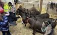 Meet the Donkeys in the Stables, suitable for all ages