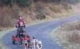 6 dog team