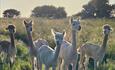 Our own on site Alpacas