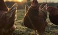 Chickens in the field at sunset