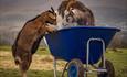 Goats plating in a large blue wheel barrow in the background are beautiful mountains.