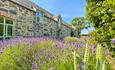 Ysgubor Degwm in June with Lavender in bloom and blue skies