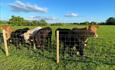 Abbey Farm Rhuddlan field with cows