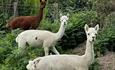 Cheeky alpacas