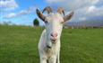 A white Goat staring into the camera.