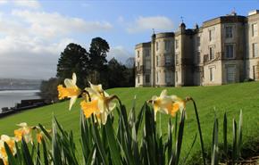 House and Daffodils