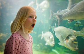 Anglesey Sea Zoo