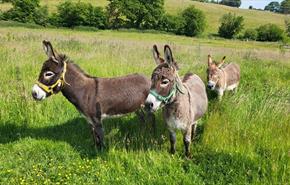 Moel Famau Donkeys