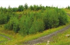 Bonc yr Hafod Country Park