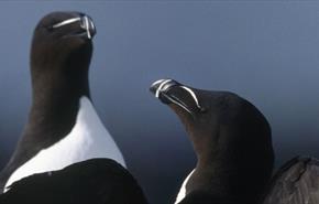 RSPB South Stack Cliffs Reserve