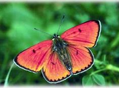 Pili Palas Butterfly