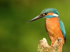 RSPB Lake Vyrnwy