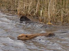 Cors Dyfi Nature Reserve