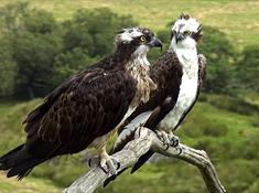 Ospreys