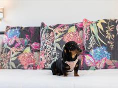 A Daschund sat on a sofa bed in a self catering chalet.