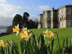 House and Daffodils