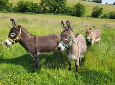 Moel Famau Donkeys