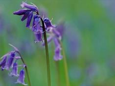 RSPB Ynys-Hir