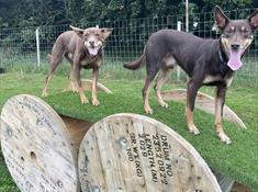 Zoomies Zone Dog Adventure Park