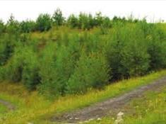 Bonc yr Hafod Country Park