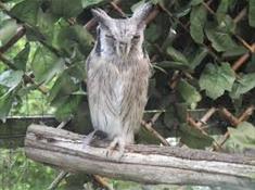 The Owls Trust