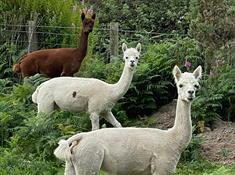 Cheeky alpacas
