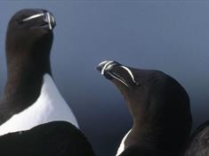 RSPB South Stack Cliffs Reserve