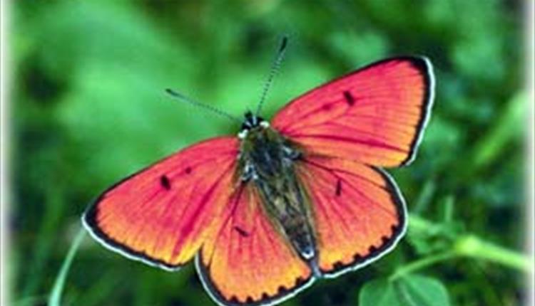 Pili Palas Butterfly