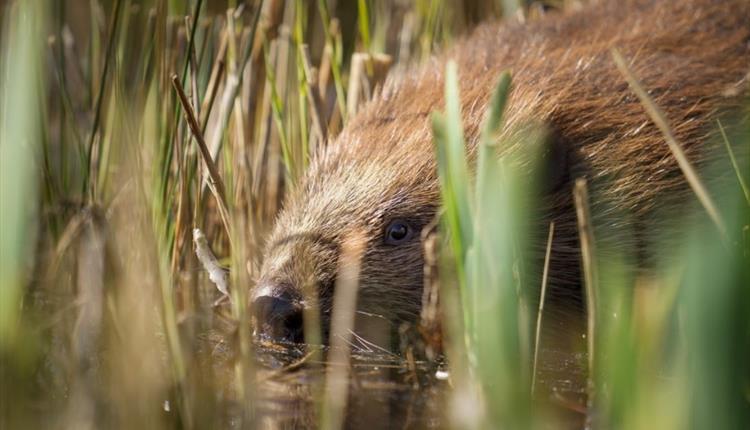 welsh wildlife trust beavers